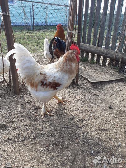 Молодые петухи