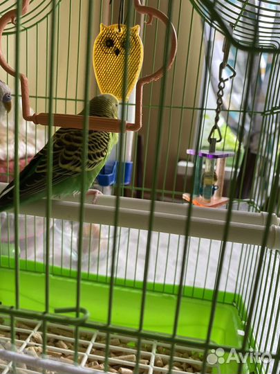 Волнистый попугай