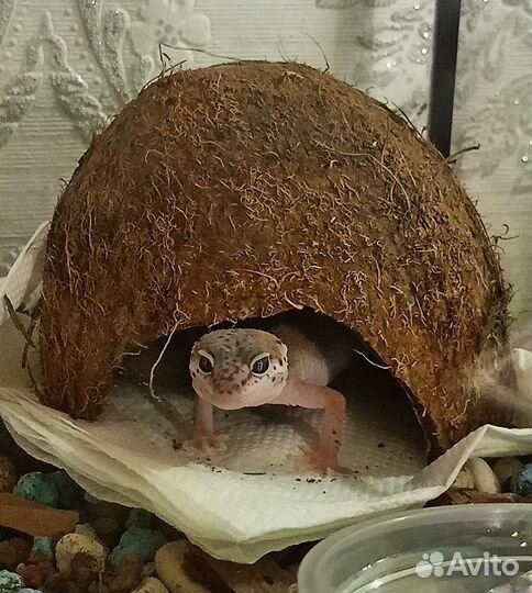 Эублефар самец