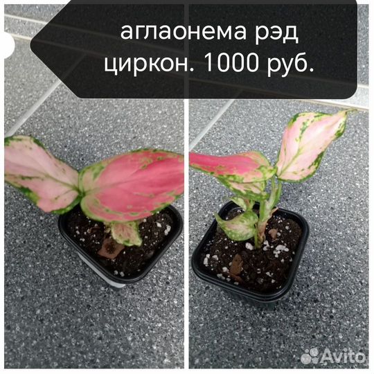 Алоказия, антуриум, фиалка, пальма, аглаонема