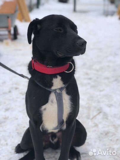 Жизнерадостный пёс из приюта ищет семью