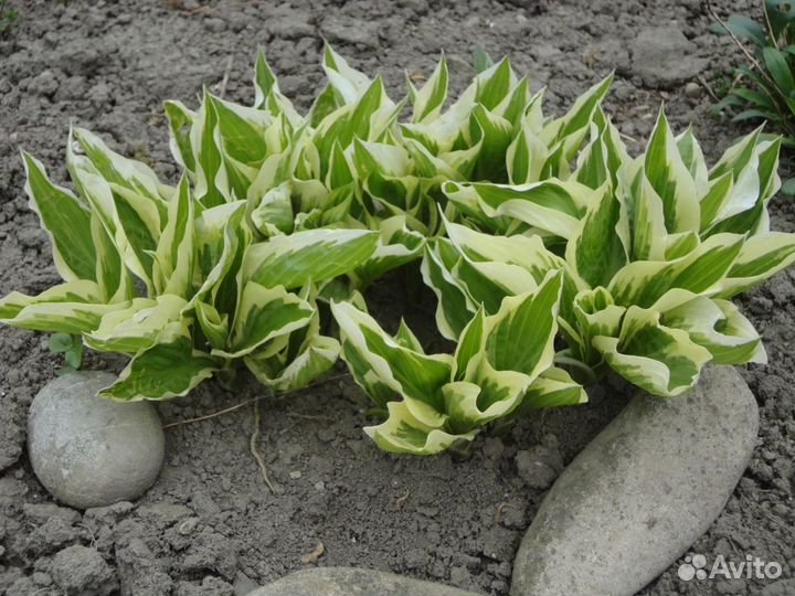 Хоста, арабис, молодила, перовския