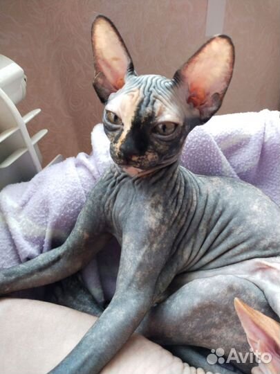 Канадский сфинкс котенок девочка