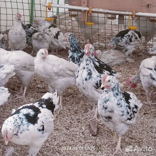 Чисто породные петушки