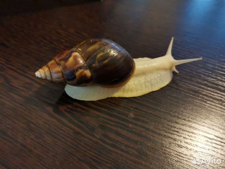 Улитка Ахатина