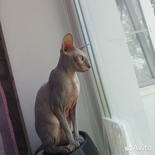 Канадский сфинкс