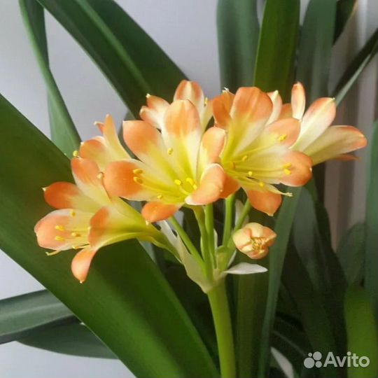 Кливия - детка