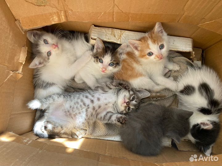 Котята в добрые руки