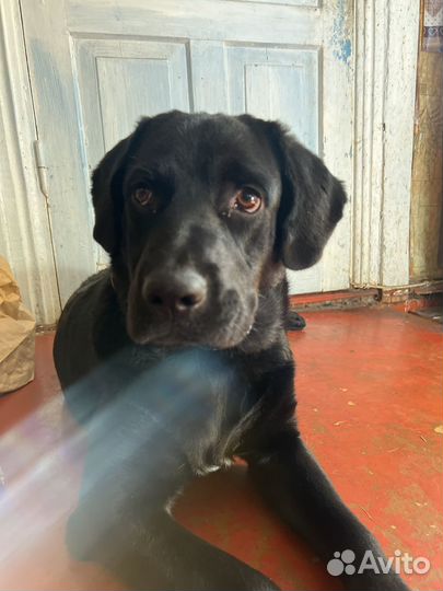 Найден лабрадор