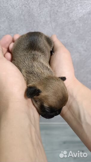 Французский бульдог