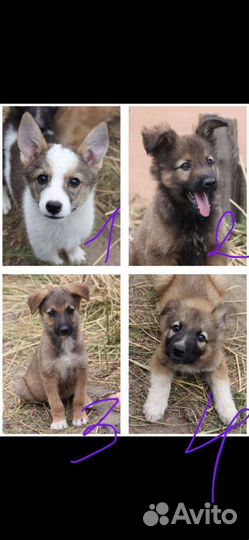 Щенки метисы в добрые руки