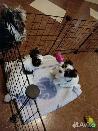 Щенки бивер йорка мини