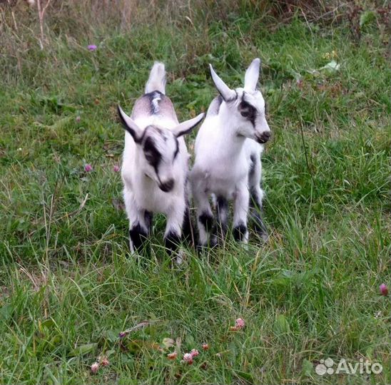 Козлята