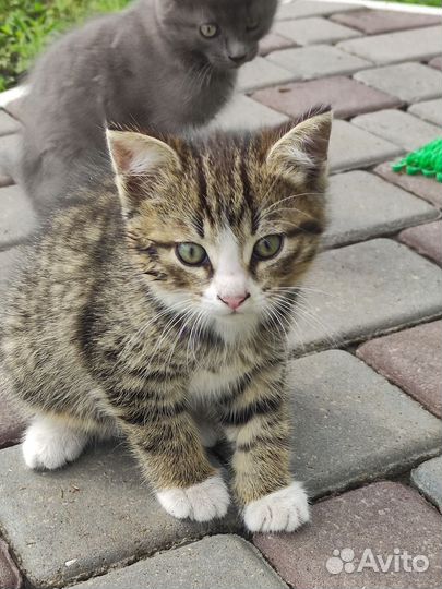 Очаровательные котята в добрые руки