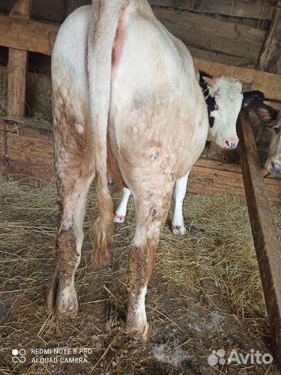 Тёлочка на племя