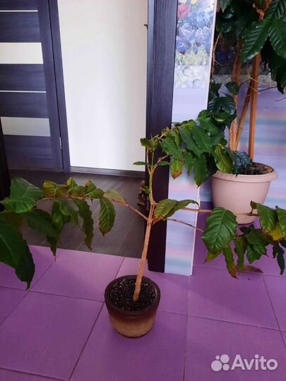 Комнатные цветы кофе,юкка