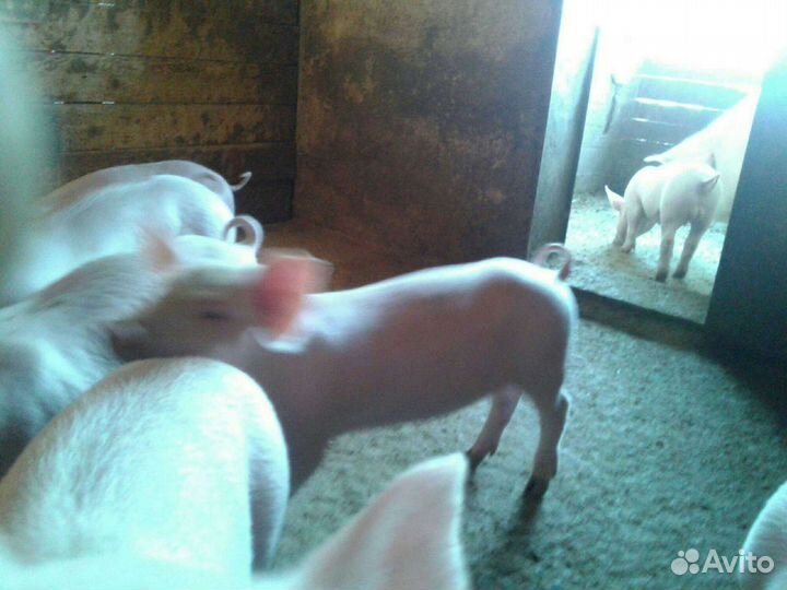 Поросята крупная белая