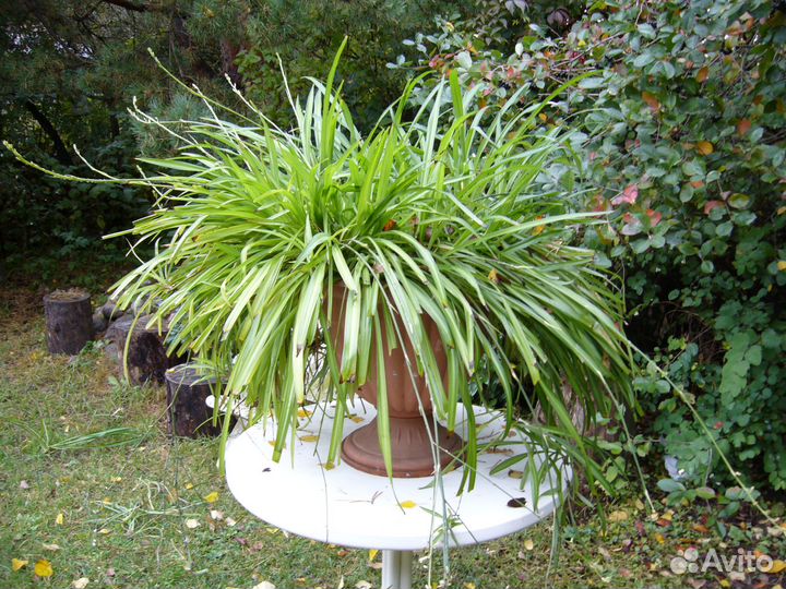 Комнатное растение хлорофитум