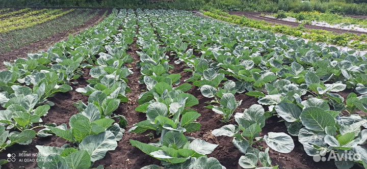 Капуста белокочанная для квашения