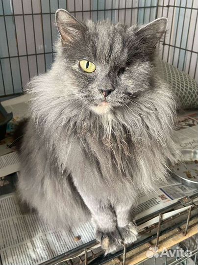 Кошка из приюта ищет дом