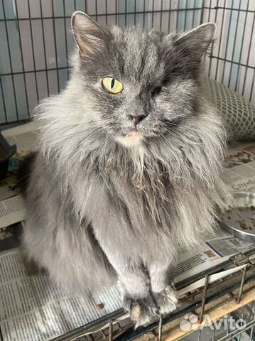 Кошка из приюта ищет дом