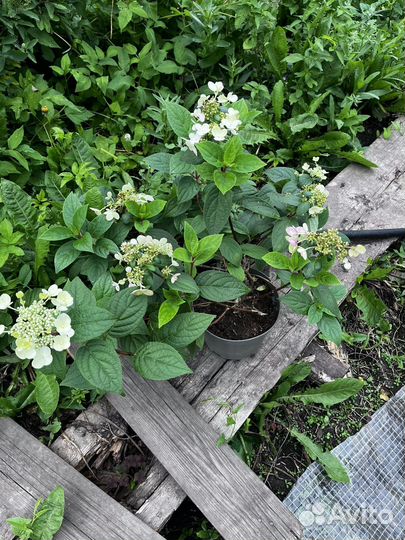 Гортензия на цвету