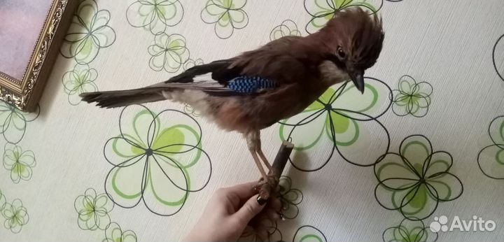 Сойка европейская, чучело