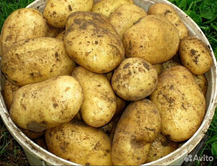 Продам картофель