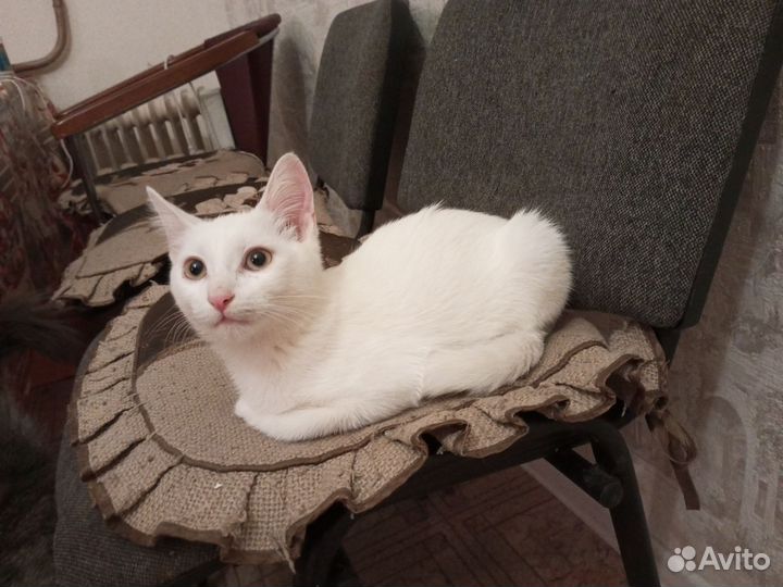 Котенок мальчик