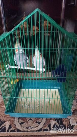 Попугай корелла