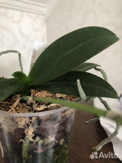 Орхидея фаленопсис пелорик