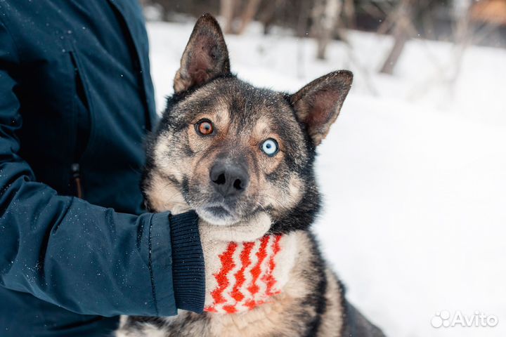 Харизматичный Рэкс - пес с длинной историей