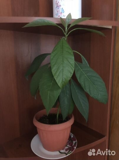 Авокадо растение