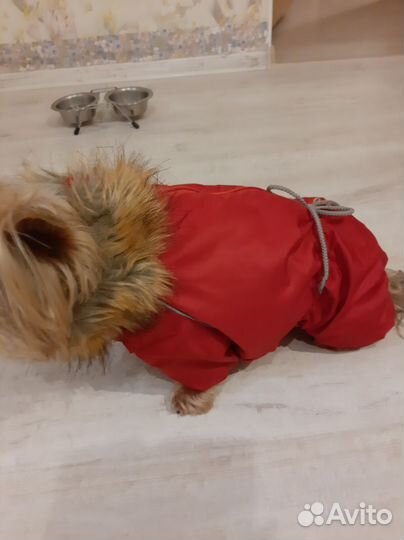 Утепленный комбинезон для маленькой собаки