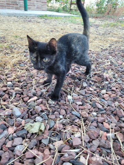 Котята в добрые руки приучены к лотку