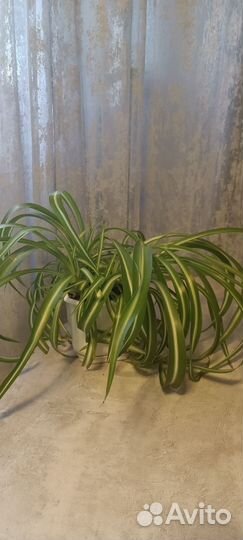 Хлорофитум