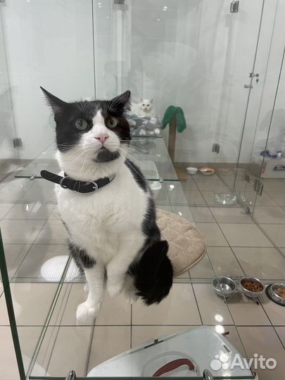 Передержка для кошек