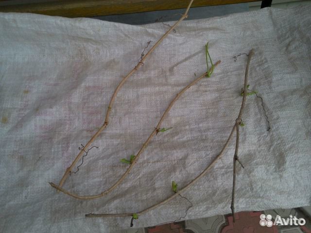 Виноград девичий.Зеленый забор.Лох серебристый