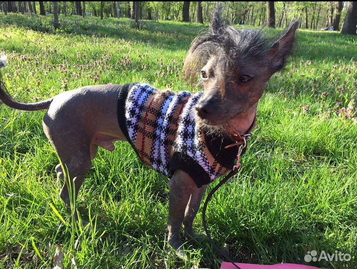 Домашняя передержка животных