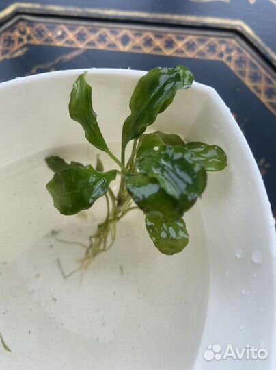 Аквариумные растения. Анубиас. Альтернатера