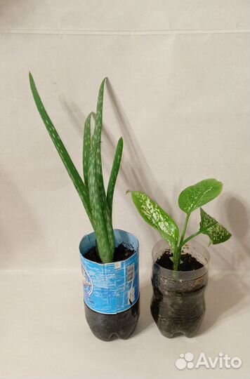 Комнатные цветы