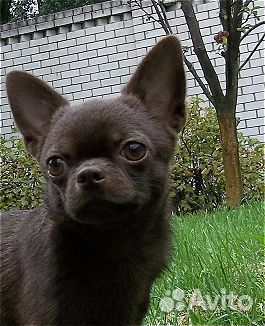 Шоколадный кобель для вязки маленького размера