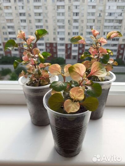 Альтернатера