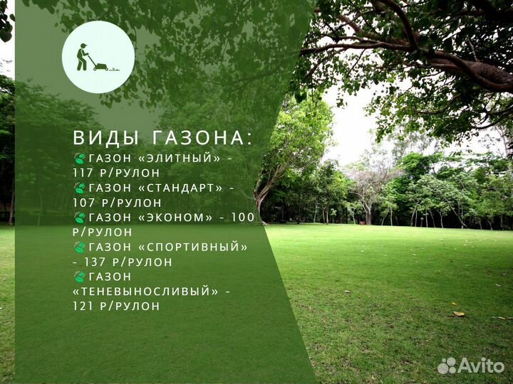 Рулонный газон мятлик