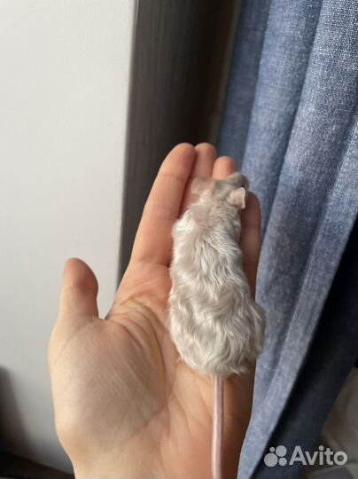 Декоративные кудрявые мыши Texel (Тексель)