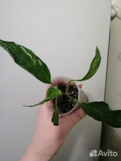 Спатифиллум gemini