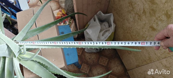 Алоэ вера 7 лет, лечебный