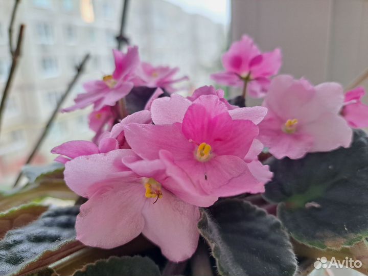 Детки сортовых фиалок