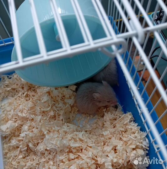 Сирийский хомяк бесплатно