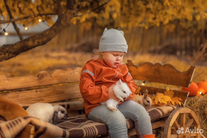 Кролики в аренду белые